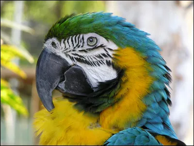 Quel est ton animal préféré ?