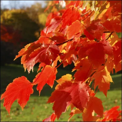 Quel est le nom scientifique de l'érable ?