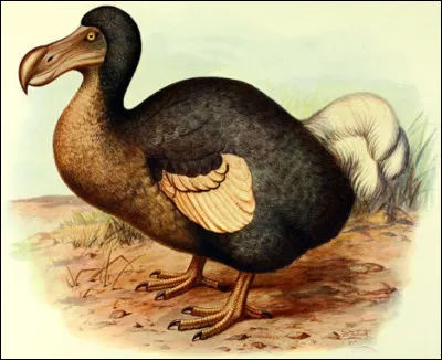 De quelle île le dodo, oiseau aujourd'hui disparu, était-il une espèce endémique ?