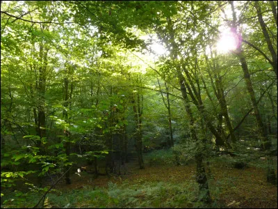 Tu te réveilles subitement dans la forêt et tu vois quelqu'un en train de dormir sur toi. Tu...