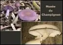 Muse du Champignon
