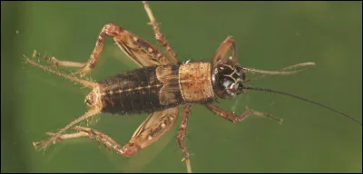 Trouve le prénom de ce personnage Disney !