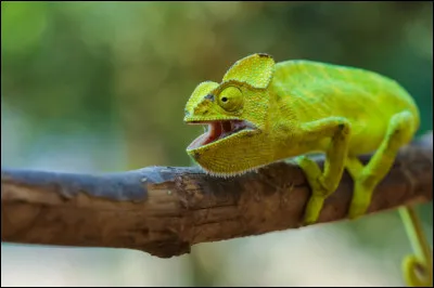 Si tu trouves la réponse, ça t'évitera de te faire des cheveux !