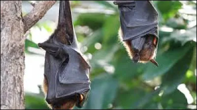 La malaria est une maladie causée par la morsure d'une chauve-souris.