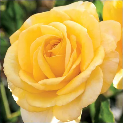 Dans le film "Le Nom de la rose", quel acteur incarne le jeune novice ?