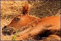 Quelle est la litire la plus utilise pour les chevaux ?