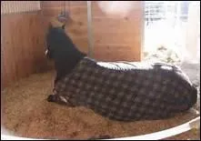 Qu'appelle-t-on le gteau de la litire ?