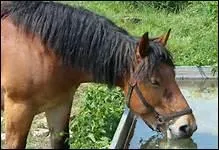 Quelle est la temprature idale de l'eau ?