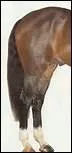 Quel lment ne fait pas partie des membres postrieurs du cheval ?