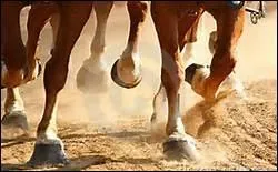 Quel lment ne fait pas partie du pied du cheval ?