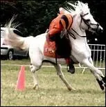 Quelle activit n'est pas une activit questre ?