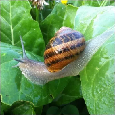 Un escargot peut parcourir plus de 100 mètres en 1 heure.