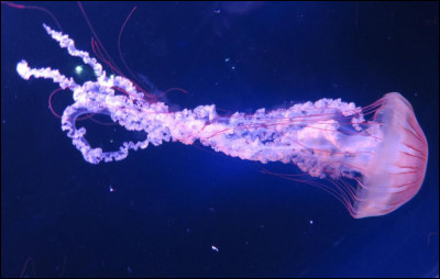 La méduse évacue ses déchets par sa cavité buccale.
