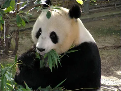 Le panda fait partie de l'ordre des carnivores.