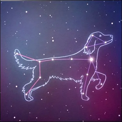Quelle est l'&eacute;toile principale de la constellation du Grand Chien ?