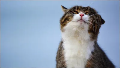 Je suis plus affectionné, j'aime beaucoup être en compagnie !