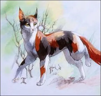 Quel est le nom de chaton de Plume Rousse ?