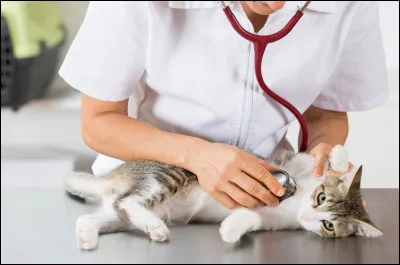 Les vétérinaires s'occupent des animaux...