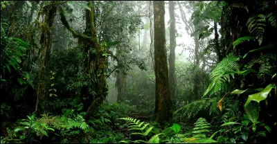 S'il ne fallait prendre qu'un seul objet avec toi dans ta valise, lequel choisirais-tu pour partir en voyage dans une jungle ?
