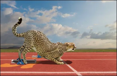 Quel est ton animal préféré ?