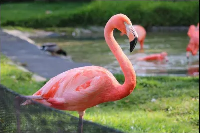 Pourquoi le flamant rose se tient-il sur une patte quand il dort ?