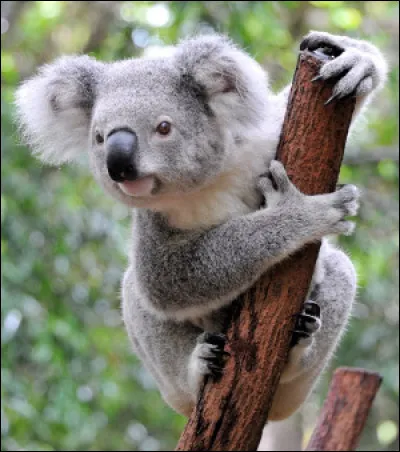 De quelle espèce est le koala ?