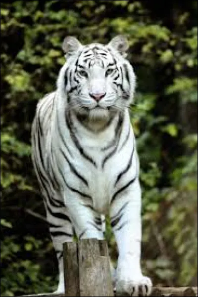 Après avoir chassé sa proie et lui avoir mangé les pattes arrière, que fait cet animal ?