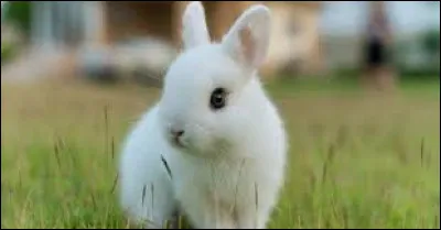 Est-ce que le lapin est un rongeur ?