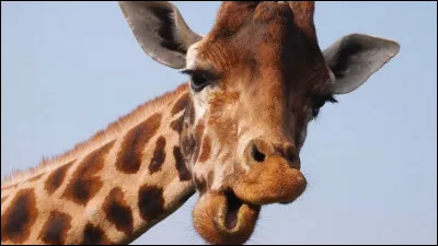 Combien de mètres la girafe mesure-t-elle en moyenne ?