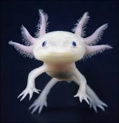 L'axolotl est un animal...