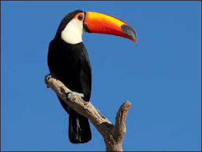 De quelle espèce est le toucan ?