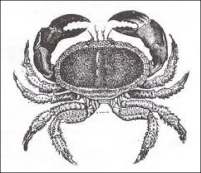 Quelle est la classification du crabe de feu ?