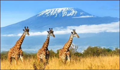Le Kilimandjaro est une montagne au Kenya.