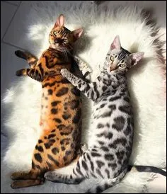Quel est ton animal de compagnie ?