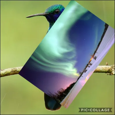 Mon ancienne photo de profil est cachée par ma nouvelle photo ! Quel est le nom de cet oiseau ?