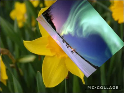 Quel est le nom de cette fleur ?