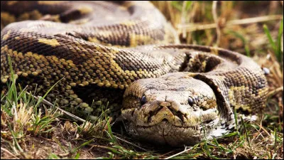 Le python est le serpent le plus rapide du monde.