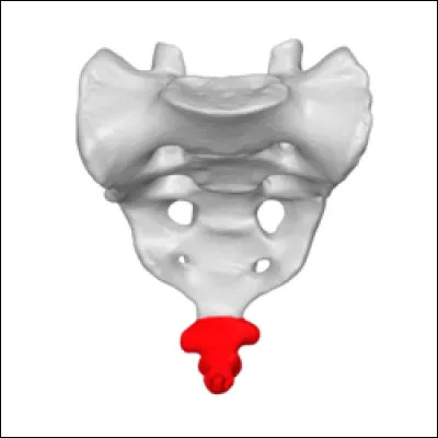 Écrivez correctement le mot suivant.