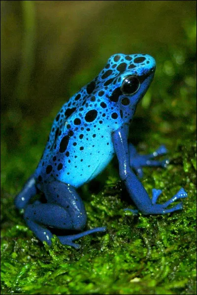 La grenouille bleue, Dendrobates azureus, est-elle toxique ou inoffensive ?