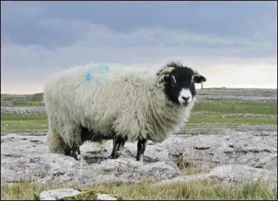 Quelle est l'espérance de vie du mouton ?