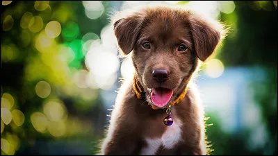 Vos parents pensent que vous n'allez pas vous occuper du chien, que dites-vous ?