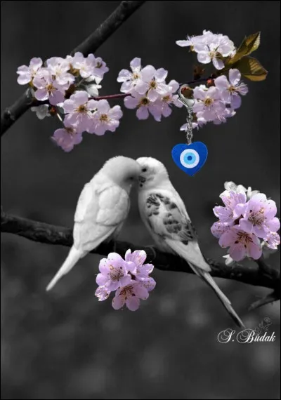 Et d&egrave;s les premiers jours du printemps, quel est cet oiseau dont on entend &agrave; nouveau le chant, et pour laquelle la superstition veut que si l'on a une pi&egrave;ce de monnaie dans sa poche, la premi&egrave;re fois qu'on l'entend, on sera riche toute l'ann&eacute;e. L'oiseau porte le nom d'une jolie fleur printani&egrave;re. (photo d&eacute;corative)