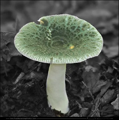 C'est aussi la saison des champignons, lequel des trois, ne pousse pas au printemps ? (en photo)