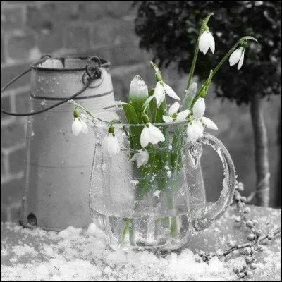 Si je vous &eacute;cris que ces belles fleurs de printemps sont des perces-neiges, que penserez-vous ?