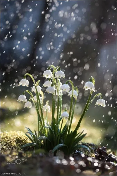 Qui cr&eacute;a la Fondation Perce-Neige ?