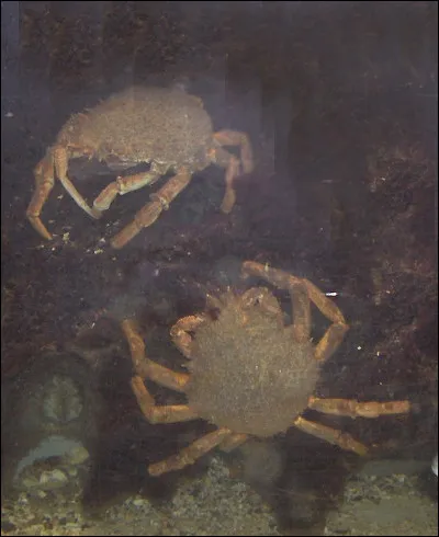 Le p&egrave;re d'Herm&egrave;s est Zeus. Mais qui est sa m&egrave;re ?