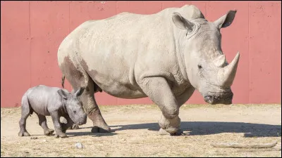 Quel est l'ancêtre du rhinocéros ?