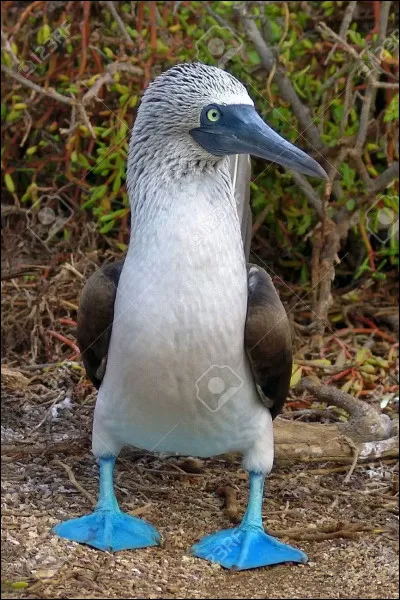 Comment s'appelle cet animal ?