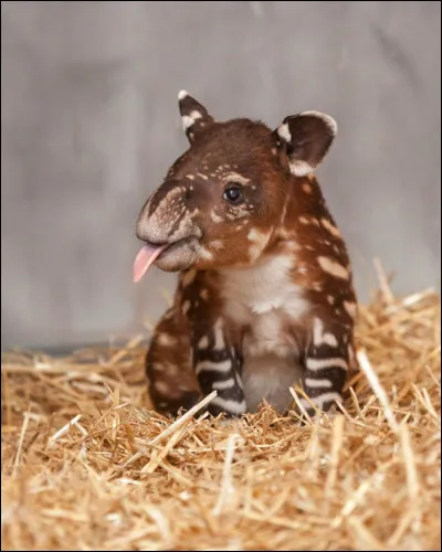 Que mange le tapir ?