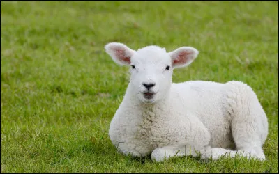 Combien en moyenne le mouton donne-t-il de laine par tonte ?